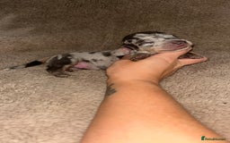 Miniature Dachshund dogs for sale: Perfecf kc miniature dachshunds - Image 3