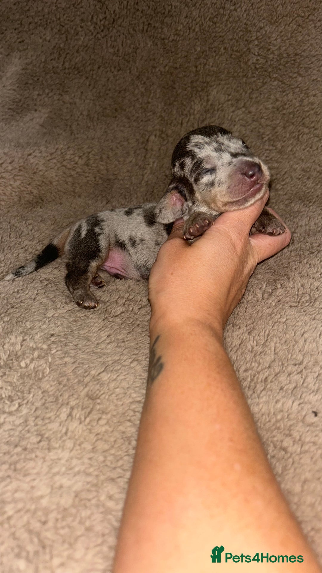 Miniature Dachshund dogs for sale: Perfecf kc miniature dachshunds - Image 3