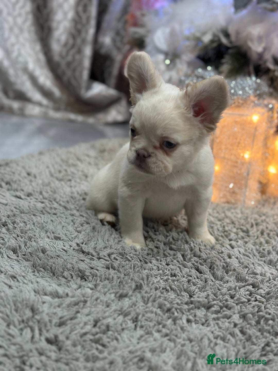 French Bulldog dogs for sale: LAST GIRL LEFT fluffy French bulldogs  - Advert 3