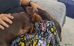 Dachshund dogs for sale: Two Dachshund Brothers - Image 15