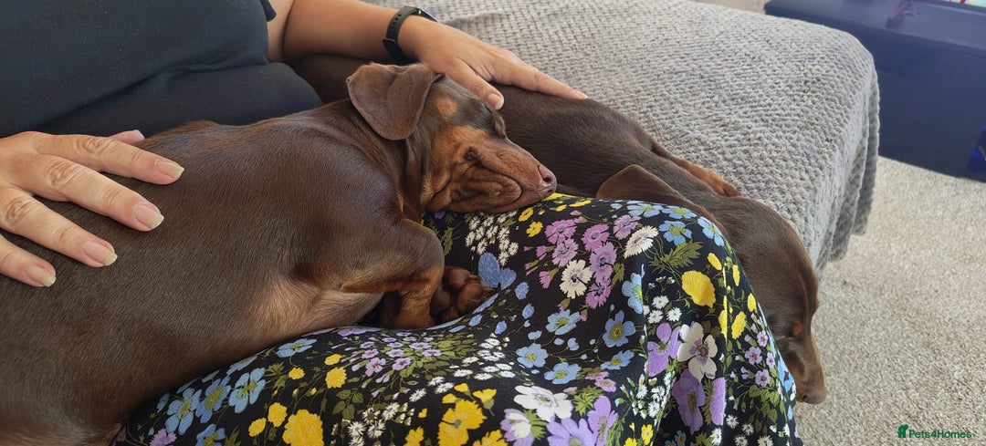 Dachshund dogs for sale: Two Dachshund Brothers - Image 15