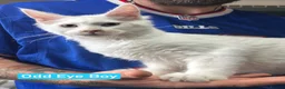 Maine Coon cats for sale: White Maine Coon Boy Kittens Ready NOW.  - Advert 4