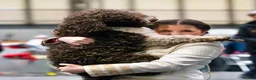 Spanish Water Dog dogs for sale: Spanish water dog  - Advert 14