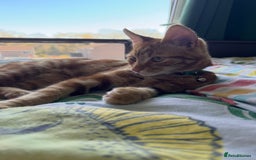 Mixed Breed cats for sale: Forever home for Ronald! - Image 4