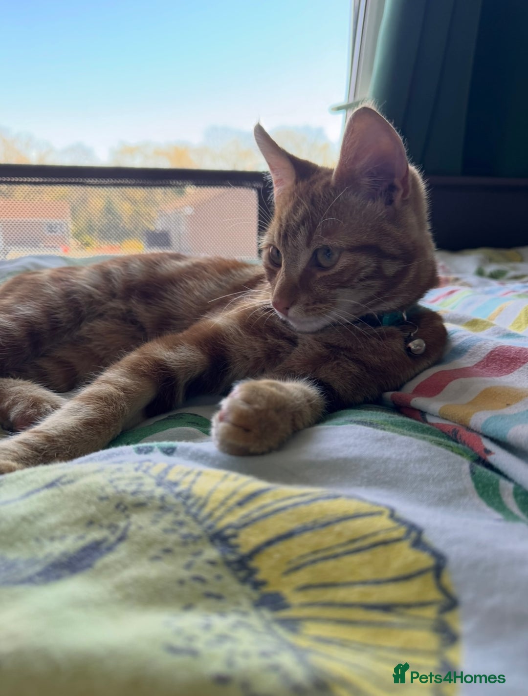 Mixed Breed cats for sale: Forever home for Ronald! - Image 4