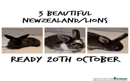 Mixed Breed rabbits for sale: Rabbit for sale  - Image 2