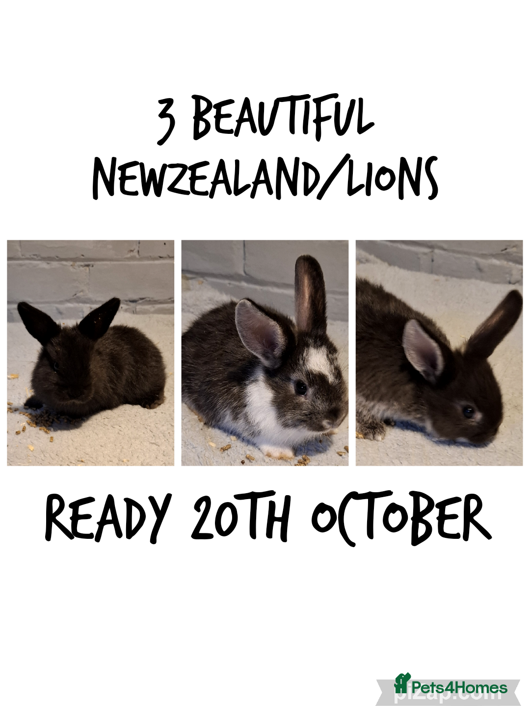 Mixed Breed rabbits for sale: Rabbit for sale  - Image 2