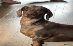Miniature Dachshund dogs for sale: Stunning miniature Dachshunds PRA clear KC reg - Image 7