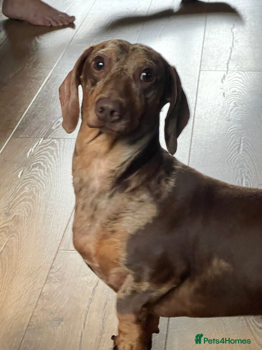 Miniature Dachshund dogs for sale: Stunning miniature Dachshunds PRA clear KC reg - Image 7