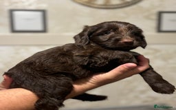 Cockapoo dogs for sale: OUTSTANDING F1B COCKAPOOS ❤️READY NOW 🏠 - Image 4