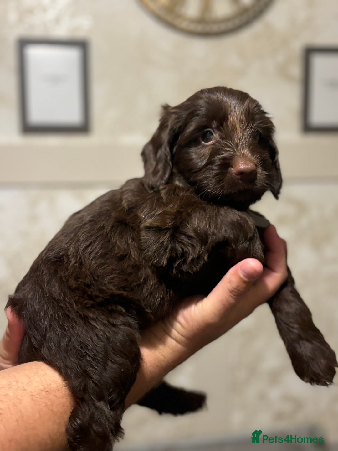Cockapoo dogs for sale: OUTSTANDING F1B COCKAPOOS ❤️READY NOW 🏠 - Image 4