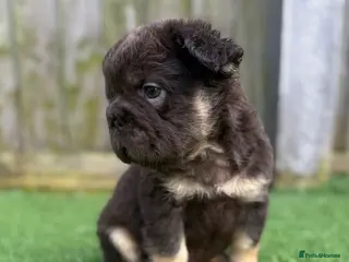 French Bulldog dogs Full fluffy French bulldogs - Advert 2