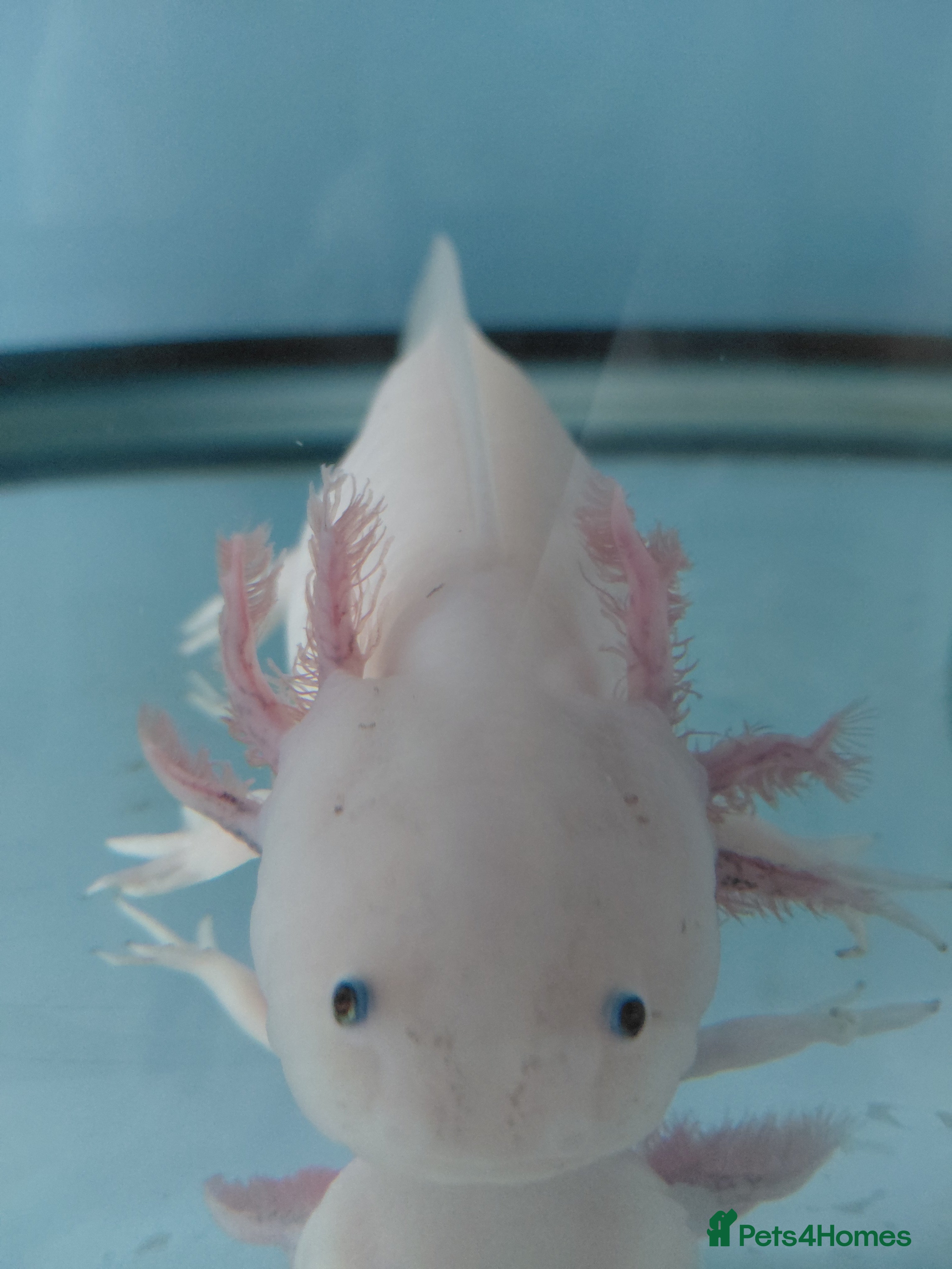 Axolotl reptiles 3 year old Female axolotl  - Advert 1