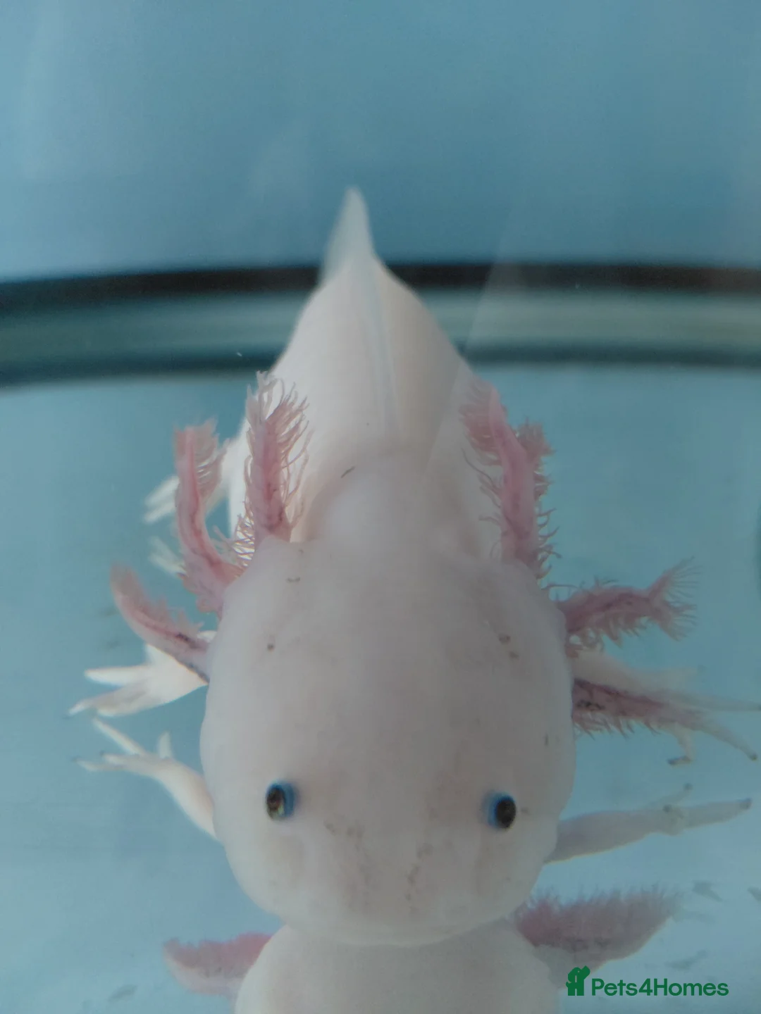 Axolotl reptiles for sale: 3 year old Female axolotl  - Advert 3