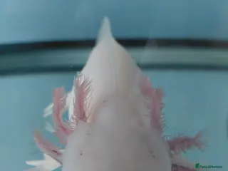 Axolotl reptiles 3 year old Female axolotl - Advert 1