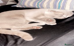 British Shorthair cats for sale: British Shorthair Kittens - Image 14