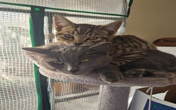 Mixed Breed cats for sale: Mixed breed Kitten (Russian Blue mum) - Image 9