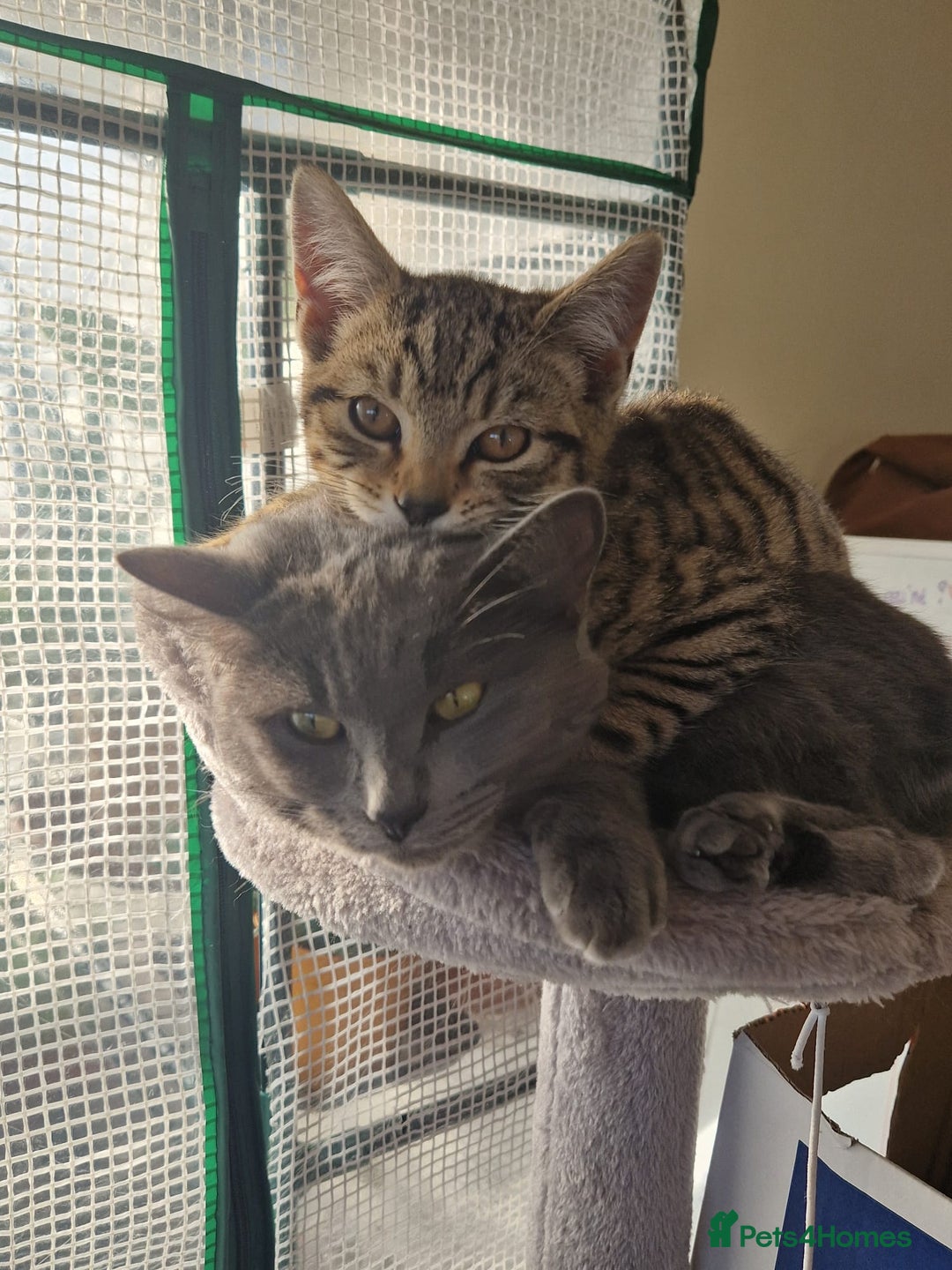 Mixed Breed cats for sale: Mixed breed Kitten (Russian Blue mum) - Image 9
