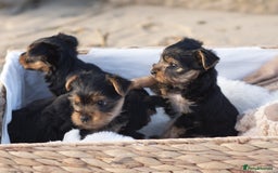 Yorkshire Terrier dogs for sale: YORKSHIRE TERRIER PUPS  - Advert 4