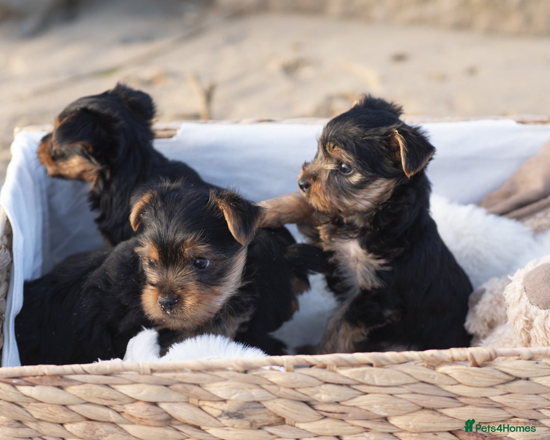 Yorkshire Terrier dogs for sale: YORKSHIRE TERRIER PUPS  - Advert 4