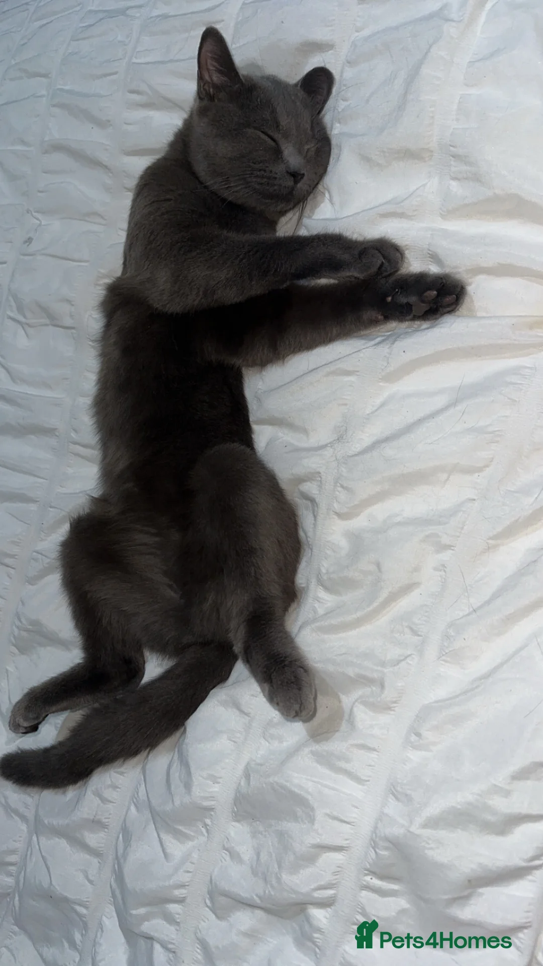British Shorthair cats for sale: British Shorthair for sale - Advert 2