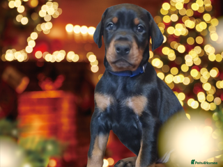 Dobermann dogs Exceptional Doberman - Advert 1