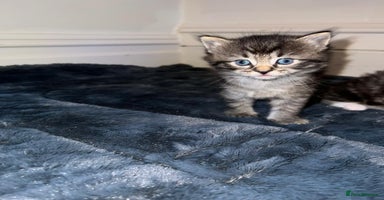 Ragdoll cats - Advert 10