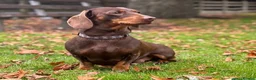Miniature Dachshund dogs for sale: Miniature Dachshund Puppies - Advert 4