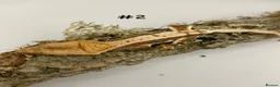 Gecko reptiles for sale: Adult + Juvenile Crested Geckos inc. Lilly Whites - Advert 4