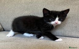 Mixed Breed cats for sale: 5 Beautiful fluffy kittens ready to be re-homed ❤️ - Image 14