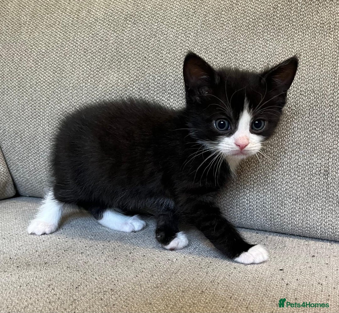 Mixed Breed cats for sale: 5 Beautiful fluffy kittens ready to be re-homed ❤️ - Image 14