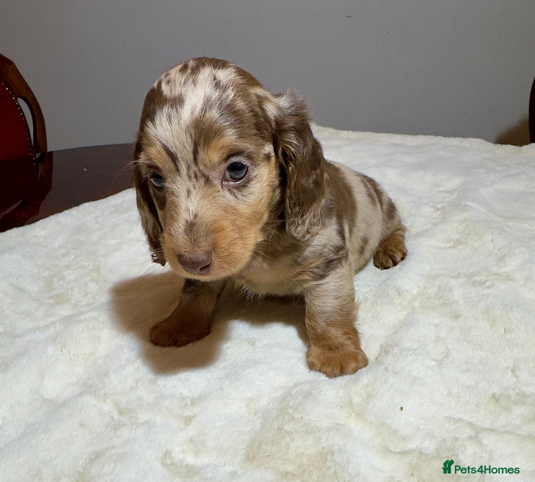Miniature Dachshund dogs for sale: Dachshund miniature long hair - Advert 20