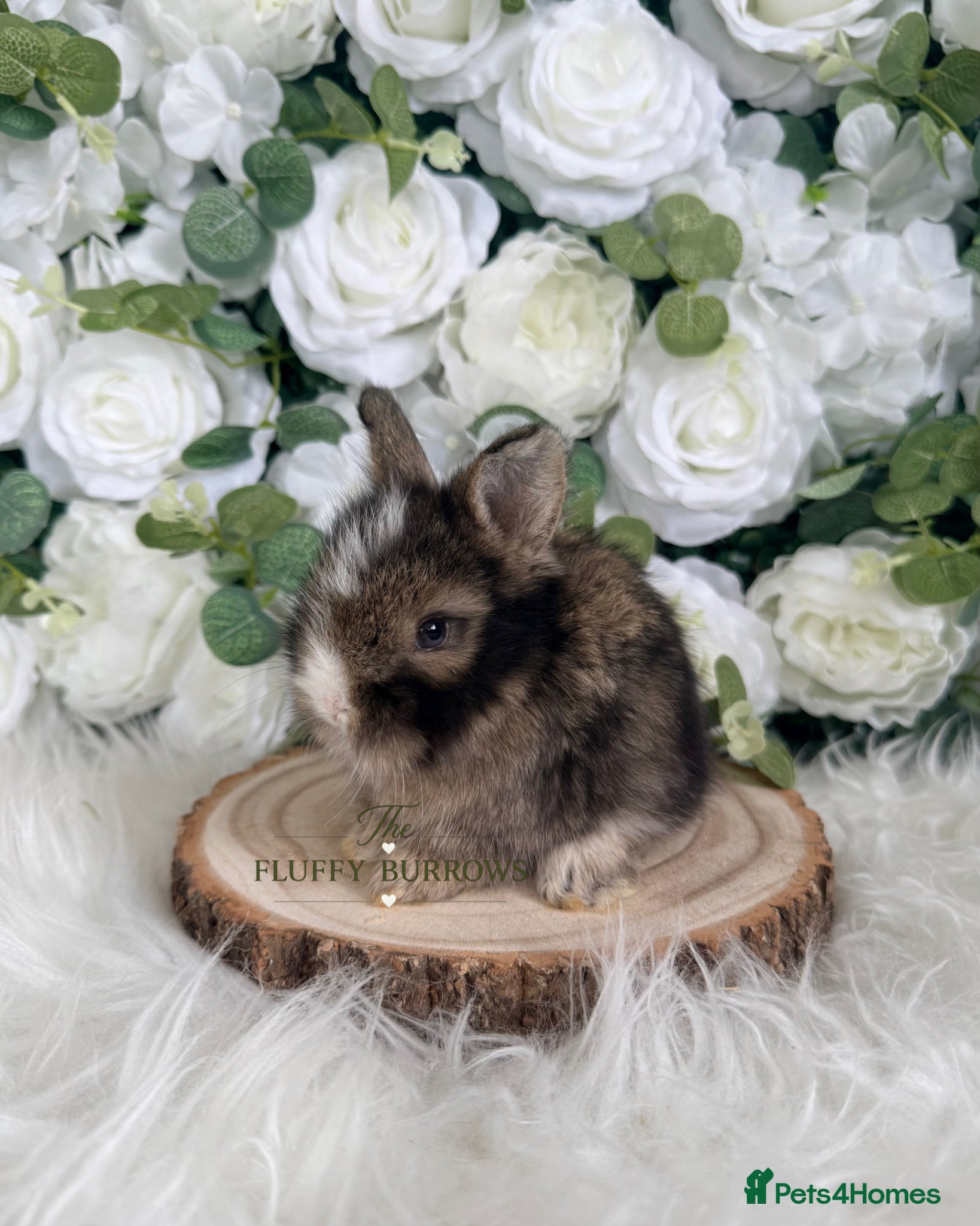 Angora rabbits Vaccinated Purebred English Angoras - Advert 19