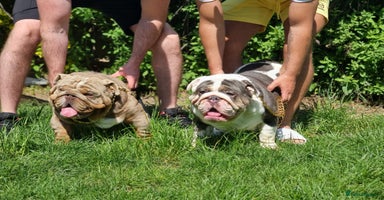 English Bulldog dogs - Advert 1