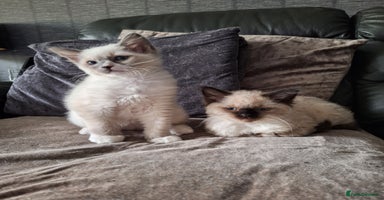 Ragdoll cats - Advert 16