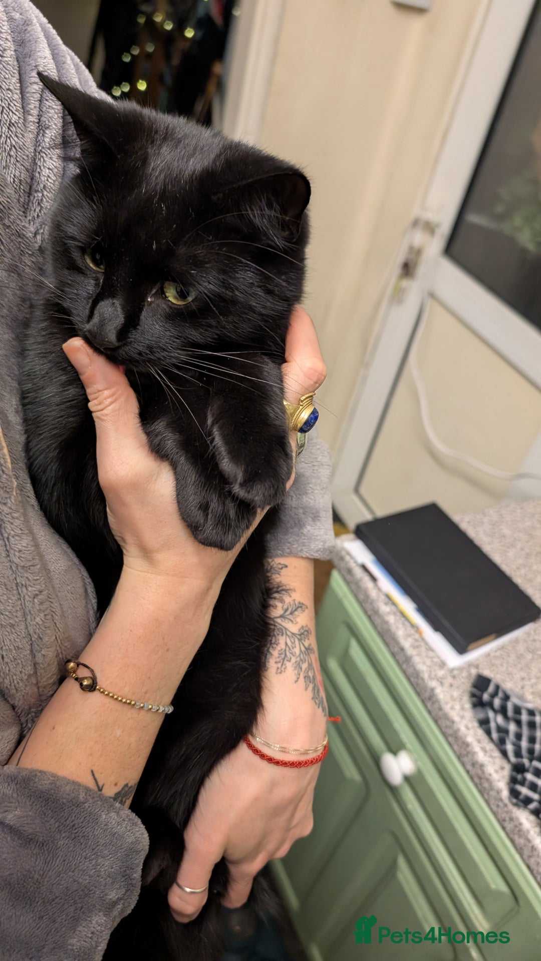 British Shorthair cats for sale: Merlin - All black male cat  - Image 3