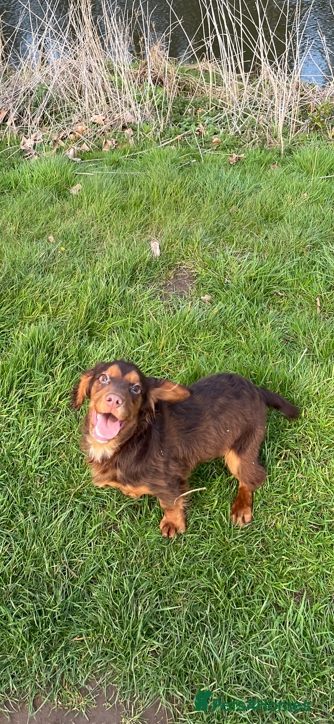 Cocker Spaniel dogs for sale: Pedigree health tested 5 generation pup available  - Advert 1
