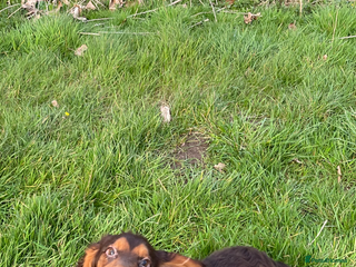 Cocker Spaniel dogs Pedigree health tested 5 generation pup available - Advert 4