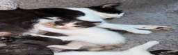 Mixed Breed cats for sale: Mix breed kittens - Advert 5