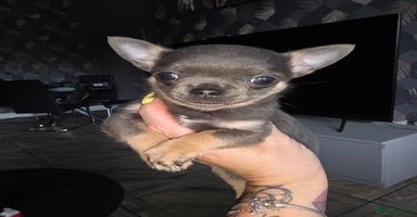 Chihuahua dogs - Advert 8