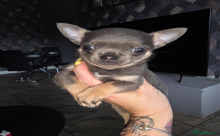 Chihuahua dogs - Advert 4