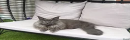 Maine Coon cats for sale: Make mainecoon  - Advert 2