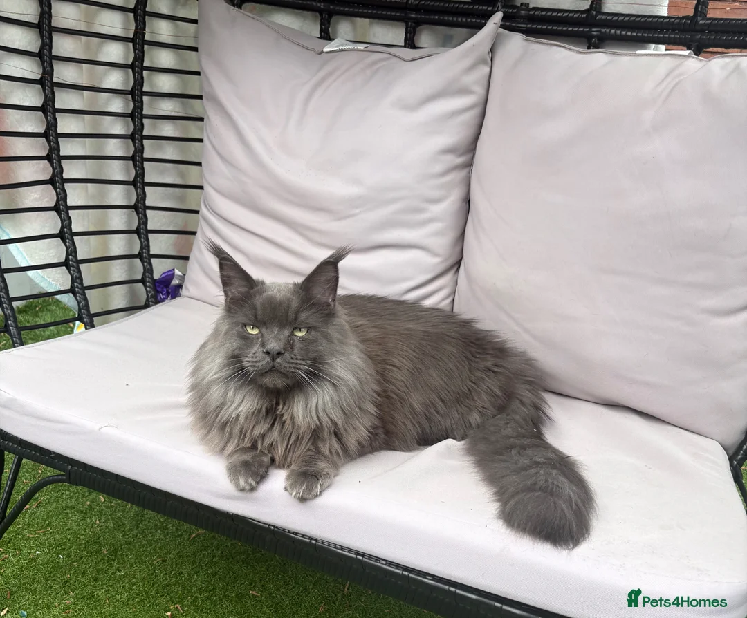 Maine Coon cats for sale: Make mainecoon  - Advert 2