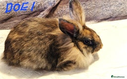 Lionhead rabbits for sale: Mini Lionhead Crossed - Image 2