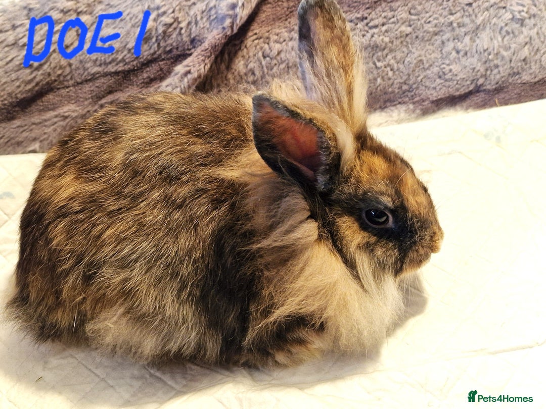 Lionhead rabbits for sale: Mini Lionhead Crossed - Image 2