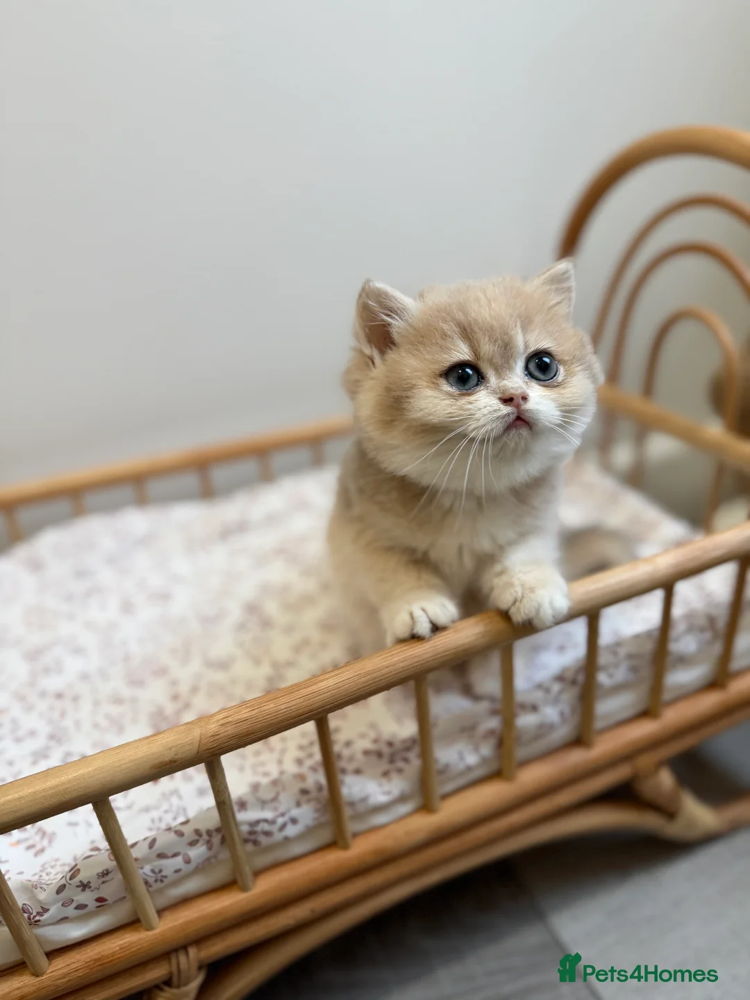 British Shorthair cats for sale: Golden Blue British Shorthair kittens - Advert 17