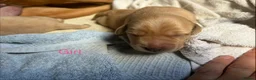 Labrador Retriever dogs for sale: Yellow KC, health tested Labradors  - Advert 16