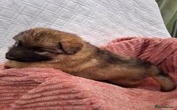 German Shepherd dogs for sale: Stunning blue and sable GSD puppies - Image 13