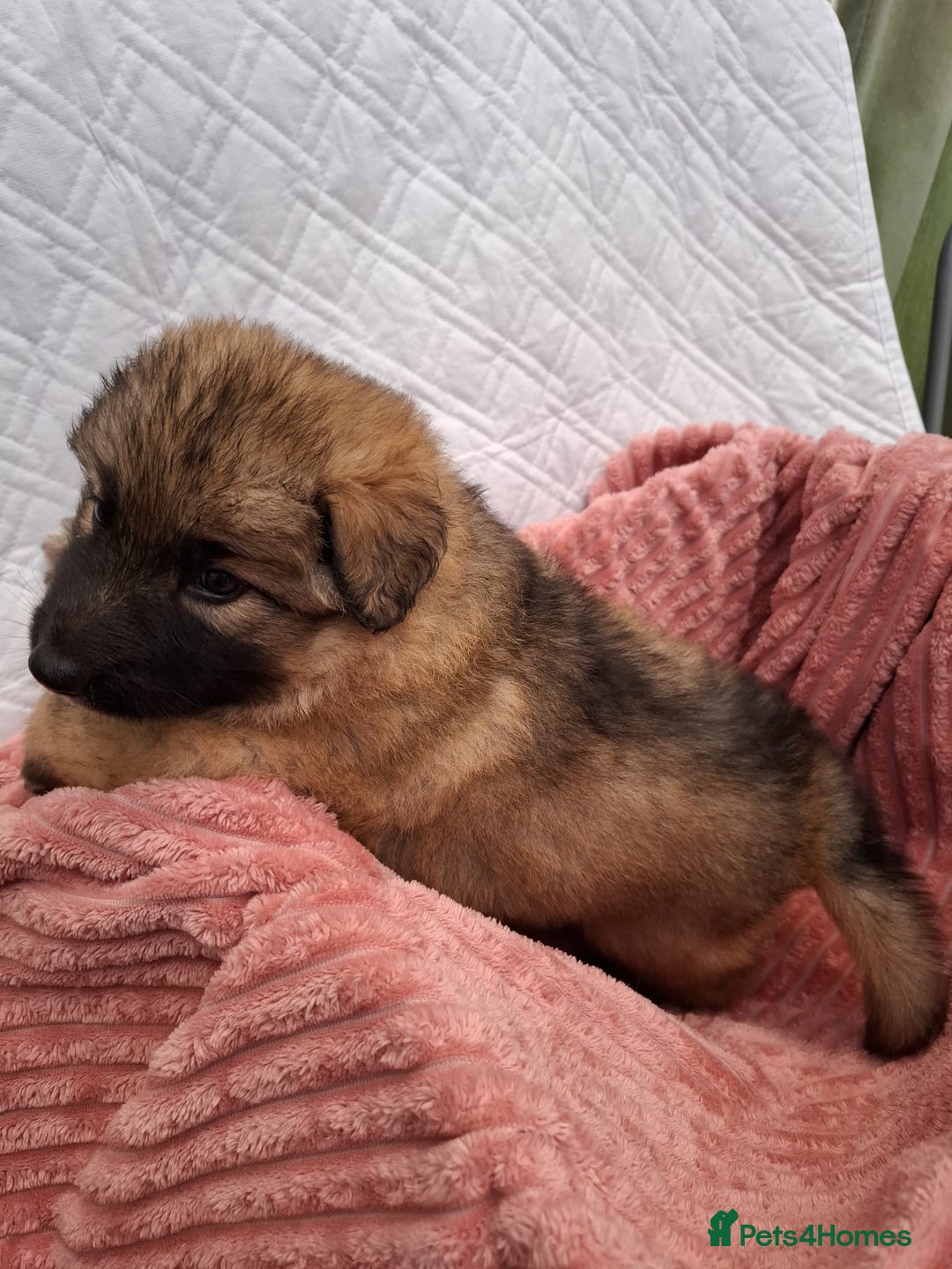 German Shepherd dogs for sale: Stunning blue and sable GSD puppies - Image 13
