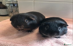 Guinea Pig rodents for sale: Two Pairs of Boar Foxe’s - Image 4